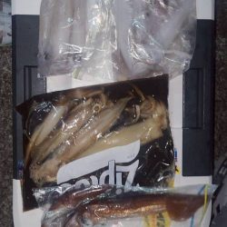 和歌山県白浜沖でイカメタル